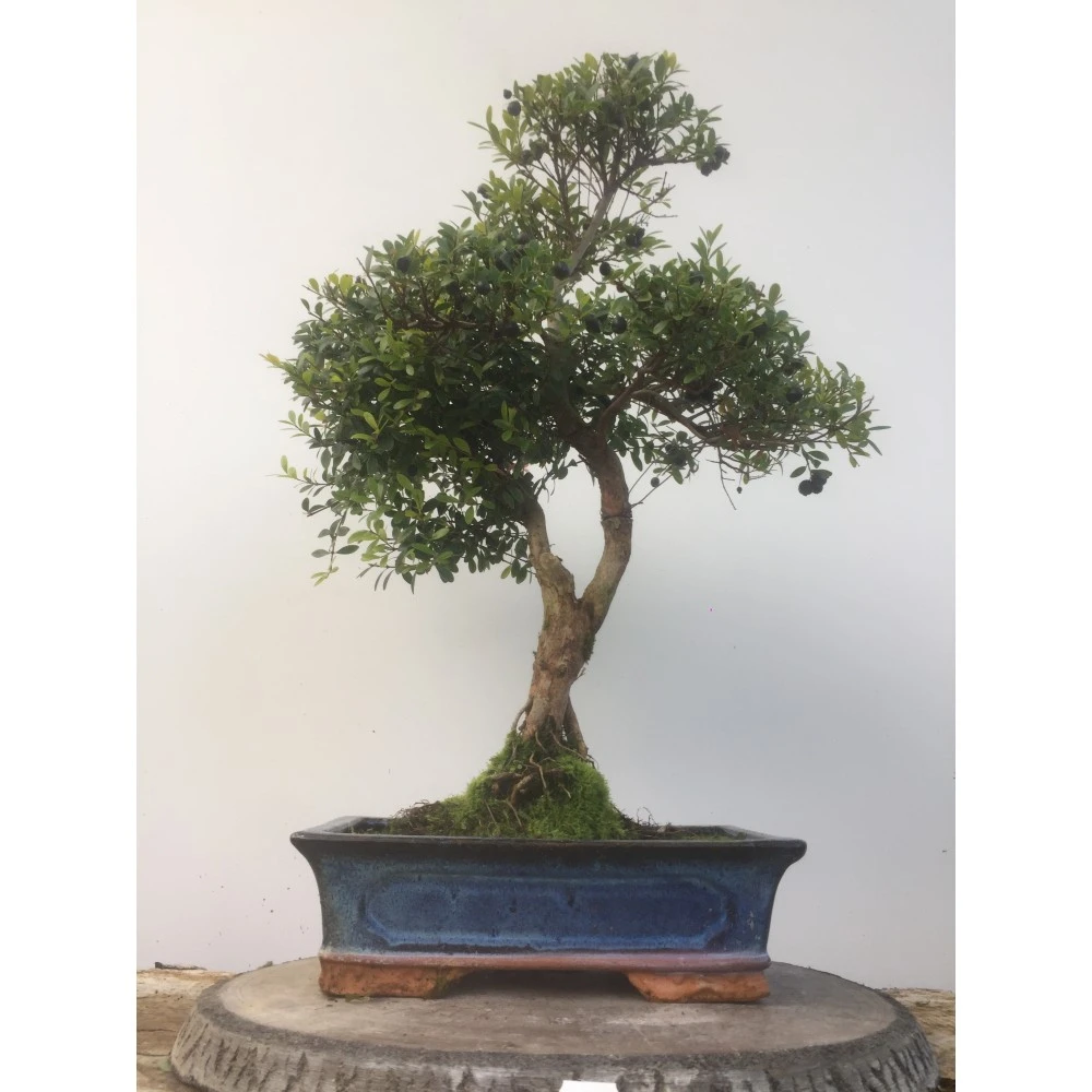 Wood Effect Bonsai Display Stand 4 Wood Effect Bonsai Display Stand - Image 2