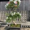 Outdoor Satsuki Azalea (White/Pink) | COLLECT FROM HERONS -BonsaiHub Shop SA10 9951