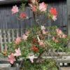 Outdoor Satsuki Azalea (two Types Of Red) | COLLECT FROM HERONS -BonsaiHub Shop SA4 7951