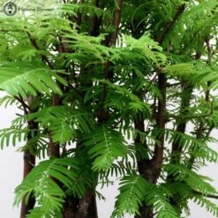 Metasequoia Glyptostroboides 'Dawn Redwood' -BonsaiHub Shop Screen Shot 20150708 at 11.36.031