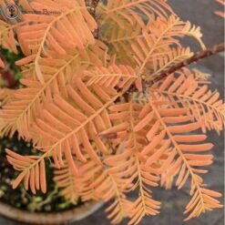 Metasequoia Glyptostroboides 'Dawn Redwood' -BonsaiHub Shop Screen Shot 20170919 at 12.17.251