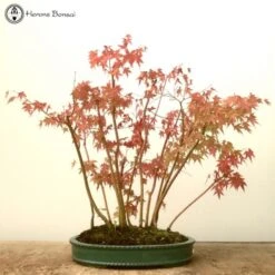 Outdoor Japanese Maple| 13 Tree Forest | COLLECT FROM HERONS