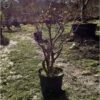 Outdoor Cornus Mas, Cornelian Cherry | COLLECT FROM HERONS -BonsaiHub Shop Screen Shot 20190307 at 10.54.021
