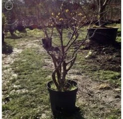 Outdoor Cornus Mas, Cornelian Cherry | COLLECT FROM HERONS