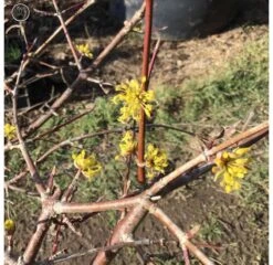 Front Page 16 Front Page -BonsaiHub Shop Screen Shot 20190307 at 10.54.591