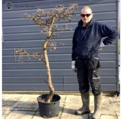 Outdoor Large Larch Field Grown Material | COLLECT FROM HERONS