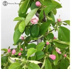 Outdoor Flowering Chinese Quince Pseudocydonia 9 Outdoor Flowering Chinese Quince Pseudocydonia -BonsaiHub Shop Screen Shot 20190320 at 14.45.231