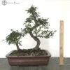 Mother & Daughter Ulmus Parvifolia 'Chinese Elm' Bonsai Tree 2 Mother & Daughter Ulmus Parvifolia 'Chinese Elm' Bonsai Tree -BonsaiHub Shop Screenshot2023 10 11at1007251