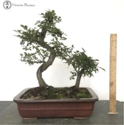 Mother & Daughter Ulmus Parvifolia 'Chinese Elm' Bonsai Tree -BonsaiHub Shop Screenshot2023 10 11at1008011