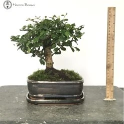 Indoor Fukien Tea 'Carmona' Bonsai Tree