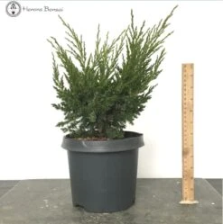 Outdoor Chinese Juniper " Blaauw" Starter Tree Material