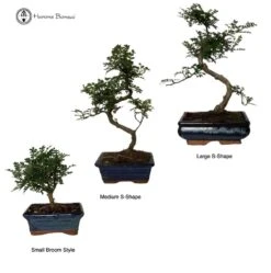 Pepper Beginners Bonsai Tree Gift Set -BonsaiHub Shop Screenshot2023 10 16at110457