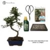 Pepper Beginners Bonsai Tree Gift Set