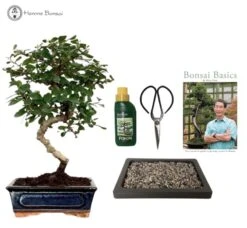 Indoor Fukien Tea 'Carmona' Bonsai Tree Gift Set