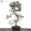 Outdoor Beuvronensis Pine Bonsai | STYLED BY PETER CHAN