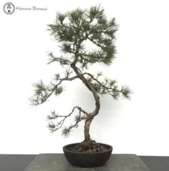 Outdoor Beuvronensis Pine Bonsai | STYLED BY PETER CHAN