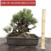 Outdoor Pinus Thunbergii | Japanese Black Pine | Cork Bark