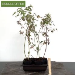 Outdoor DIY Maple Forest Material | 5 Trees