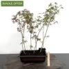 Outdoor DIY Maple Forest Material | 7 Trees -BonsaiHub Shop Screenshot2023 10 19at1146271