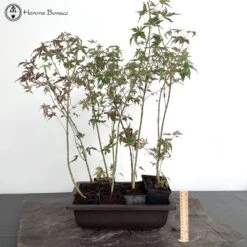 Front Page 14 Front Page -BonsaiHub Shop Screenshot2023 10 19at1149541