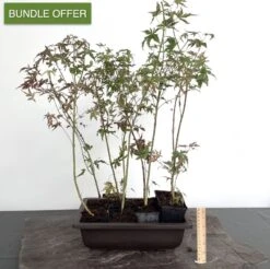 Outdoor DIY Maple Forest Material | 9 Trees