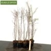 Outdoor DIY Larch Forest Material | 9 Trees -BonsaiHub Shop Screenshot2023 10 19at1319031