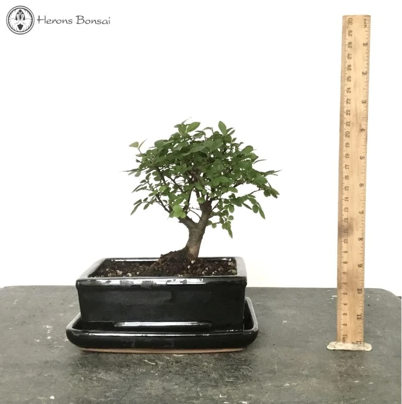 Indoor/Outdoor Ulmus Parvifolia 'Chinese Elm' Bonsai Tree 4 Indoor/Outdoor Ulmus Parvifolia 'Chinese Elm' Bonsai Tree - Image 2