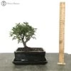 Indoor/Outdoor Ulmus Parvifolia 'Chinese Elm' Bonsai Tree