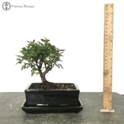 New Arrival 17 Indoor/Outdoor Ulmus Parvifolia 'Chinese Elm' Bonsai Tree