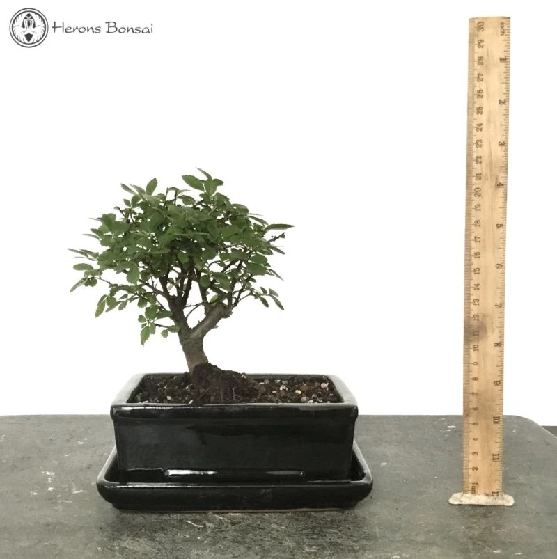 Indoor/Outdoor Ulmus Parvifolia 'Chinese Elm' Bonsai Tree 3 Indoor/Outdoor Ulmus Parvifolia 'Chinese Elm' Bonsai Tree