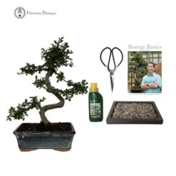 Indoor/Outdoor Chinese Elm Beginners Bonsai Tree Gift Set