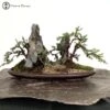 Chinese Juniper Blaauw Landscape | COLLECT FROM HERONS 2 Chinese Juniper Blaauw Landscape | COLLECT FROM HERONS -BonsaiHub Shop Screenshot2023 10 24at1242281