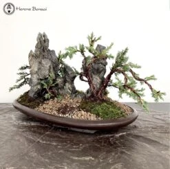 Chinese Juniper Blaauw Landscape | COLLECT FROM HERONS 7 Chinese Juniper Blaauw Landscape | COLLECT FROM HERONS -BonsaiHub Shop Screenshot2023 10 24at1242591