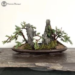 Chinese Juniper Blaauw Landscape | COLLECT FROM HERONS 8 Chinese Juniper Blaauw Landscape | COLLECT FROM HERONS -BonsaiHub Shop Screenshot2023 10 24at124329