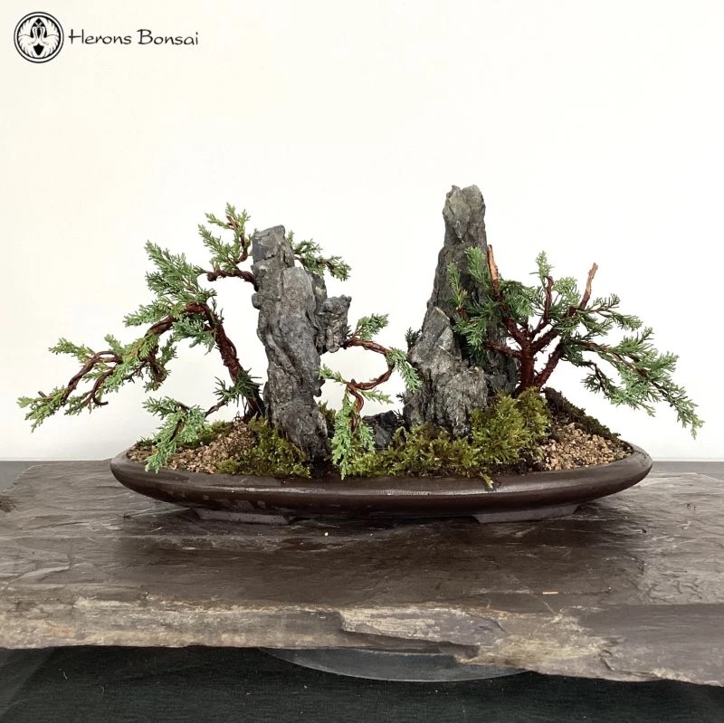 Front Page 10 Front Page -BonsaiHub Shop Screenshot2023 10 24at124329