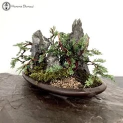 Chinese Juniper Blaauw Landscape | COLLECT FROM HERONS 9 Chinese Juniper Blaauw Landscape | COLLECT FROM HERONS -BonsaiHub Shop Screenshot2023 10 24at124403