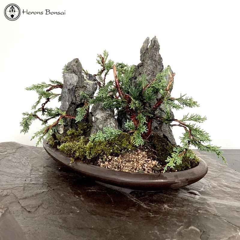 Front Page 8 Front Page -BonsaiHub Shop Screenshot2023 10 24at124403