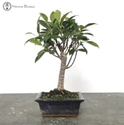 Indoor Ficus Bonsai | Broom Style