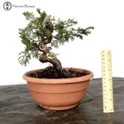 Chinese Juniper Itiogawa Bonsai Tree -BonsaiHub Shop Screenshot2023 10 24at1402151