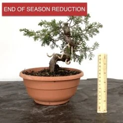 Chinese Juniper Itiogawa Bonsai Tree