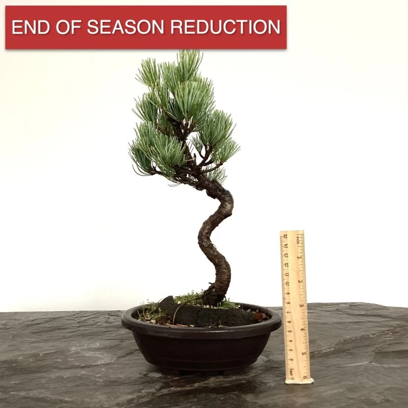 Pinus Parviflora | Japanese White Pine 3 Pinus Parviflora | Japanese White Pine