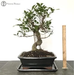 Indoor Ficus Bonsai Tree In Ceramic Pot
