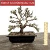 Outdoor Pinus Thunbergii Kotobuki | Japanese Black Pine 1 Outdoor Pinus Thunbergii Kotobuki | Japanese Black Pine -BonsaiHub Shop Screenshot2023 10 30at140208