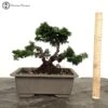 Outdoor Chamaecyparis Obtusa 'Nana Gracilis' | Hinoki Cypress Bonsai Tree 2 Outdoor Chamaecyparis Obtusa 'Nana Gracilis' | Hinoki Cypress Bonsai Tree -BonsaiHub Shop Screenshot2023 11 02at0921261