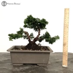 Outdoor Chamaecyparis Obtusa 'Nana Gracilis' | Hinoki Cypress Bonsai Tree