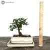 Indoor/Outdoor Ulmus Parvifolia 'Chinese Elm' Bonsai Tree In Ceramic Pot 1 Indoor/Outdoor Ulmus Parvifolia 'Chinese Elm' Bonsai Tree In Ceramic Pot -BonsaiHub Shop Screenshot2023 11 02at1159411