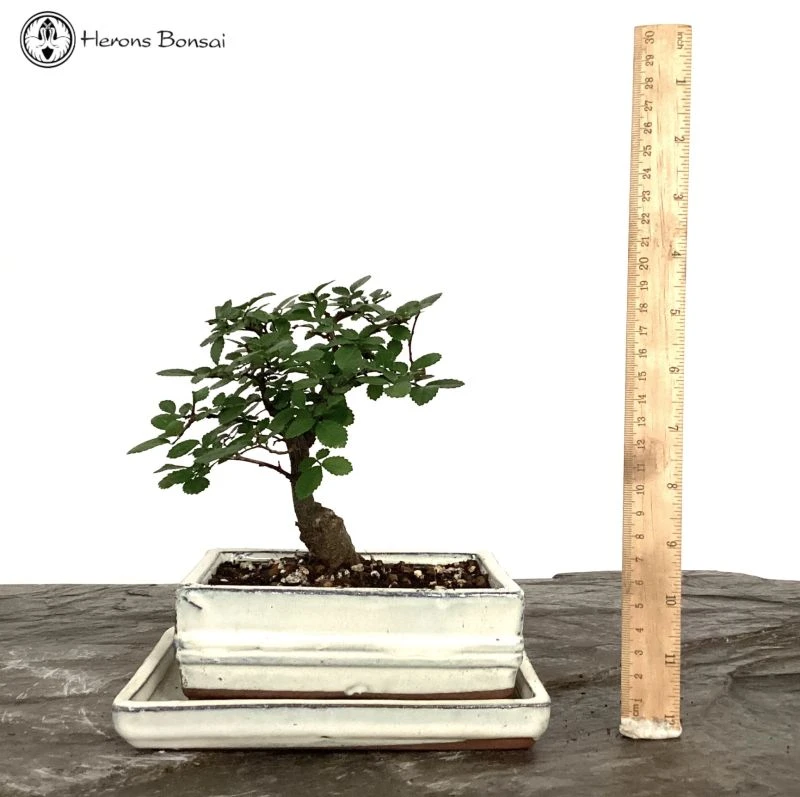 Indoor/Outdoor Ulmus Parvifolia 'Chinese Elm' Bonsai Tree In Ceramic Pot 3 Indoor/Outdoor Ulmus Parvifolia 'Chinese Elm' Bonsai Tree In Ceramic Pot