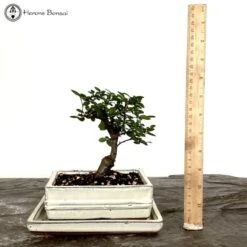 New Arrival -BonsaiHub Shop Screenshot2023 11 02at1200331