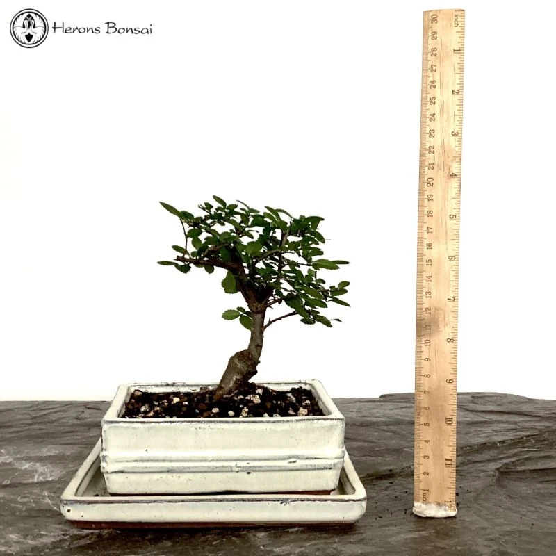 Indoor/Outdoor Ulmus Parvifolia 'Chinese Elm' Bonsai Tree In Ceramic Pot 4 Indoor/Outdoor Ulmus Parvifolia 'Chinese Elm' Bonsai Tree In Ceramic Pot - Image 2