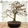 Outdoor Large Hornbeam | COLLECT FROM HERONS